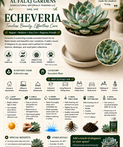 83. Echeveria ENG