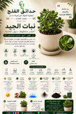 84. Jade Plant ARABIC