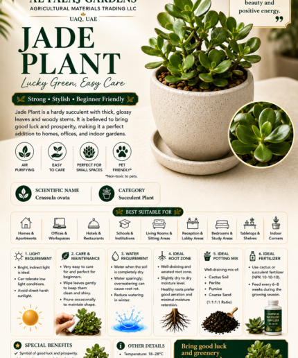 84. Jade Plant ENG