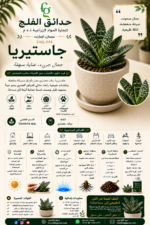 85. Gasteria ARABIC