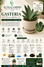 85. Gasteria ENG