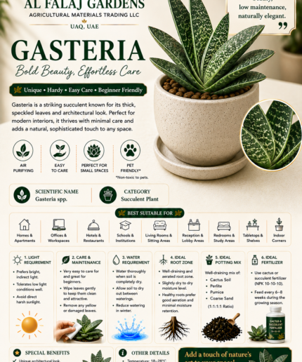 85. Gasteria ENG