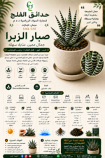 86. Zebra Cactus ARABIC