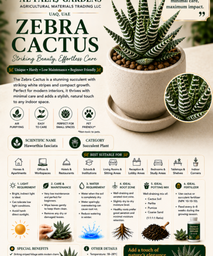 86. Zebra Cactus ENG