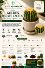 88. Golden Barrel Cactus ENG