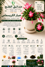89. Christmas Cactus ARABIC