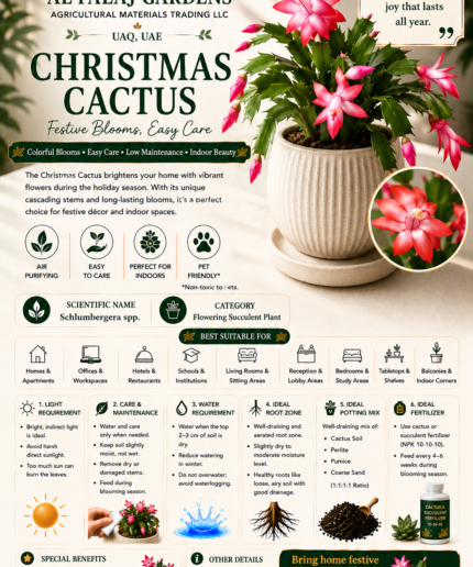 89. Christmas Cactus ENG