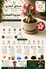 90. Desert Rose ARABIC