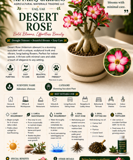 90. Desert Rose ENG