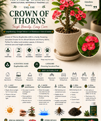 91. Crown of Thorns ENG