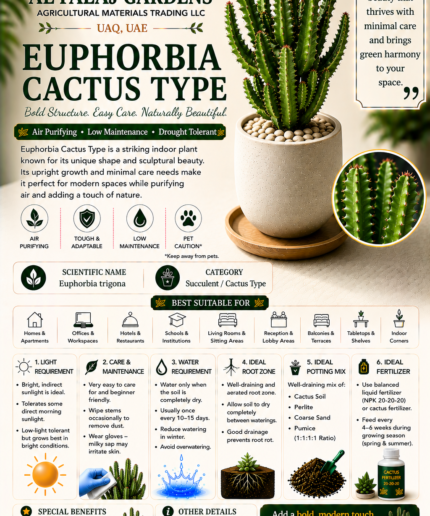 92. Euphorbia Cactus Type ENG