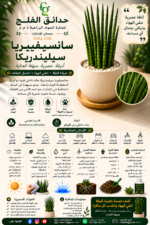 93. Sansevieria Cylindrica ARABIC