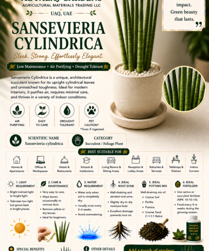 93. Sansevieria Cylindrica ENG