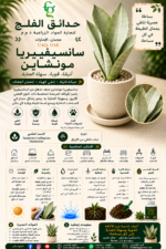 94. Sansevieria Moonshine ARABIC