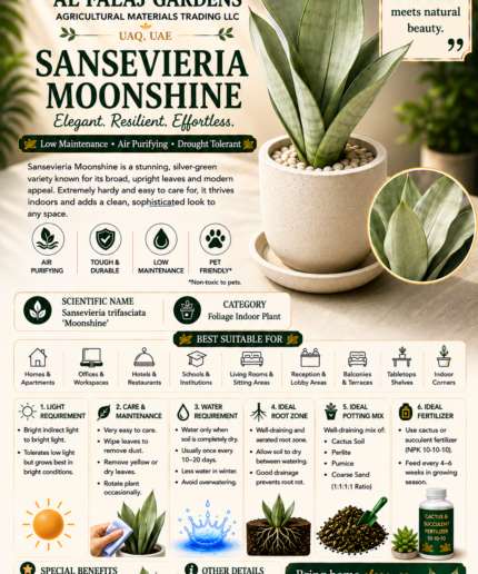 94. Sansevieria Moonshine ENG
