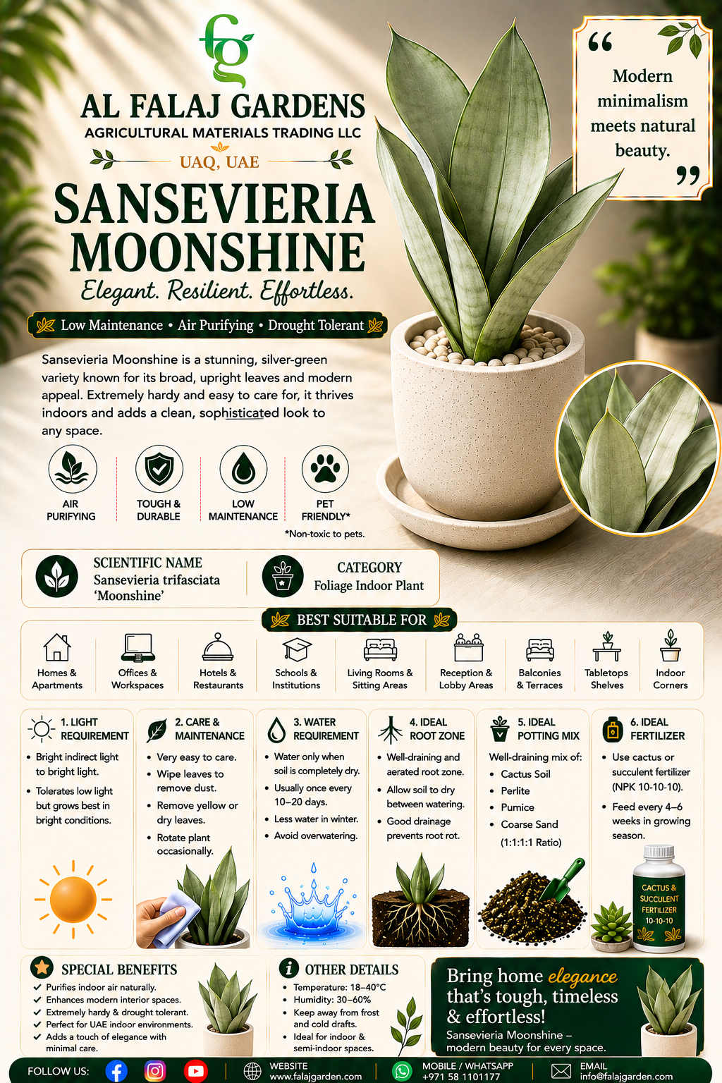 94. Sansevieria Moonshine ENG 94. Sansevieria Moonshine ENG