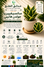 95. Sansevieria Golden Hahnii ARABIC