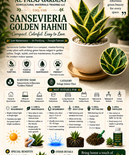 95. Sansevieria Golden Hahnii ENG