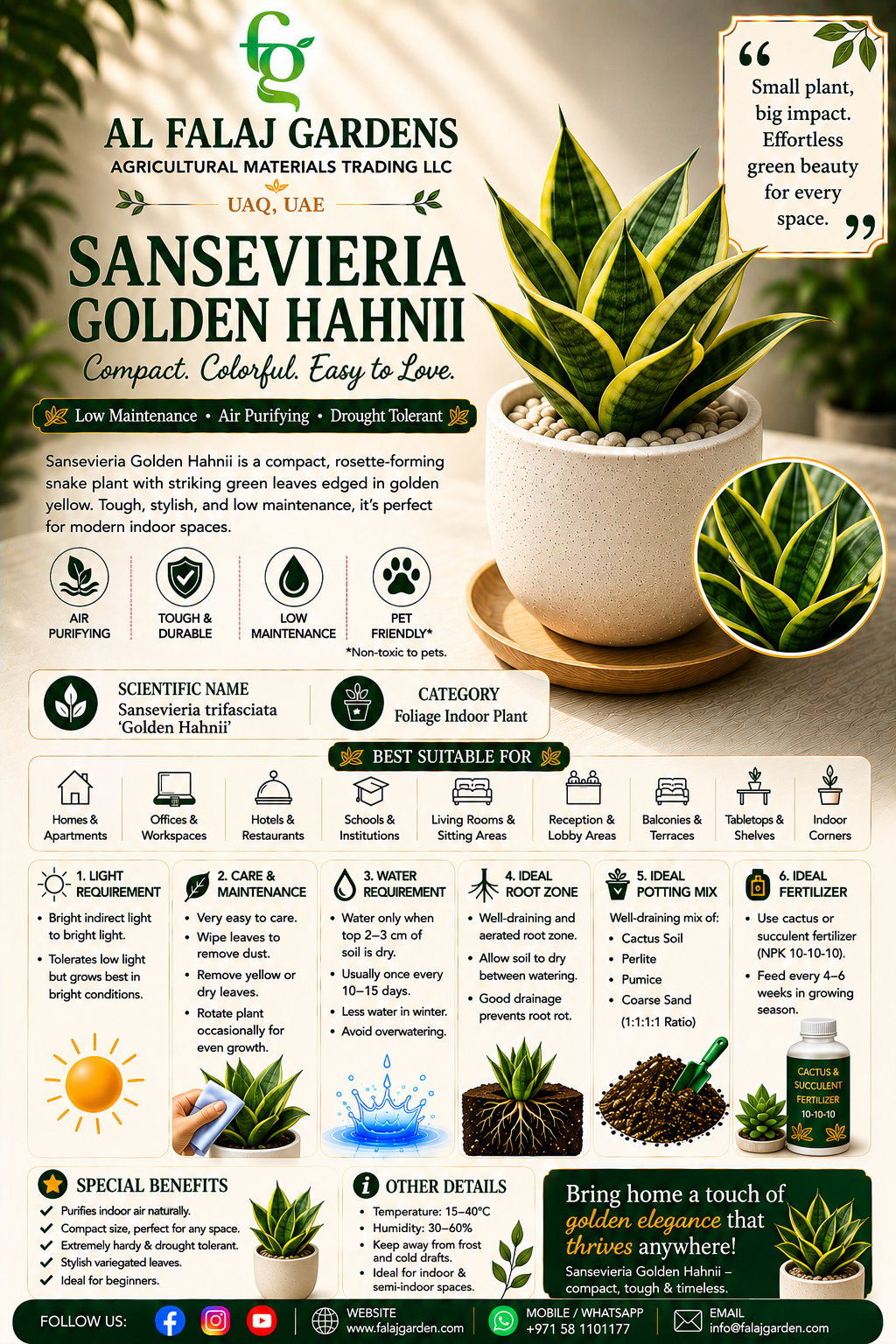 95. Sansevieria Golden Hahnii ENG 95. Sansevieria Golden Hahnii ENG