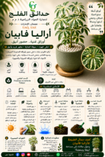 97. Aralia Fabian ARABIC