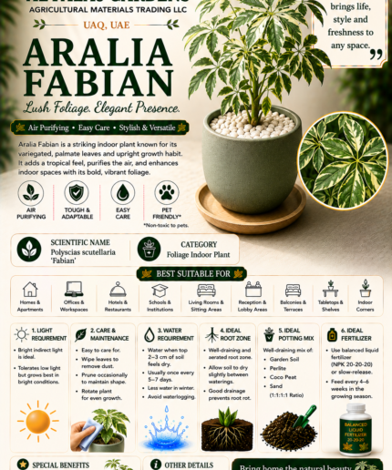 97. Aralia Fabian ENG
