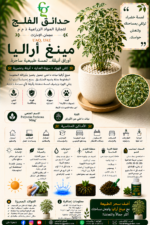 98. Ming Aralia ARABIC