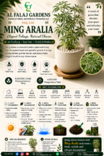 98. Ming Aralia ENG