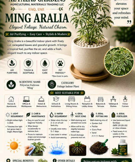 98. Ming Aralia ENG