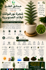 99. Norfolk Island Pine ARABIC