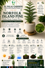99. Norfolk Island Pine ENG