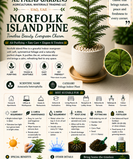 99. Norfolk Island Pine ENG