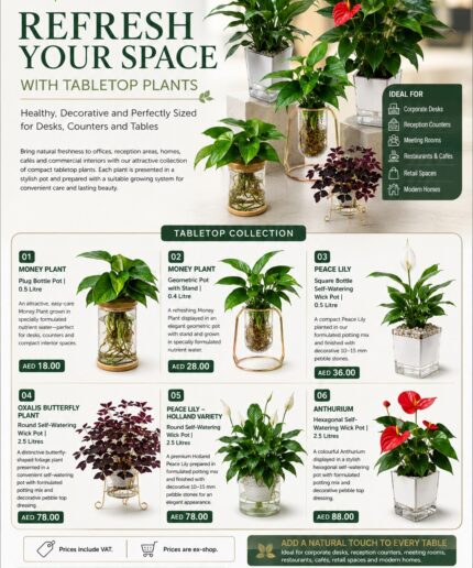 tabletop plants