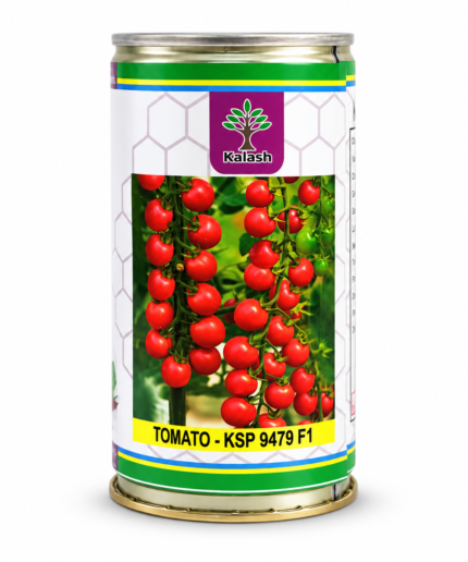 kalash tomato seeds