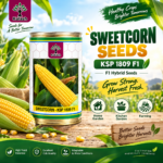 kalash sweetcorn seeds
