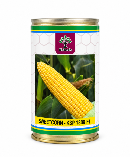 kalash sweetcorn seeds