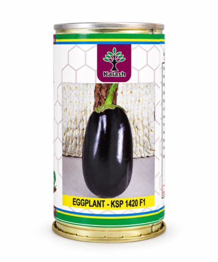 kalash eggplant seeds
