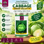 green valley f1 cabbage