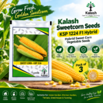 Kalash Sweetcorn Seeds KSP 1224 F1 Hybrid