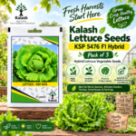 kalash lettuce seeds