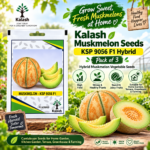muskmelon seed