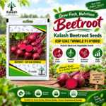 beetroot seeds