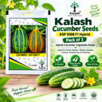 cucumber seed