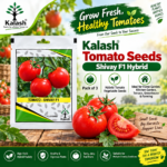 Shivay tomato seeds