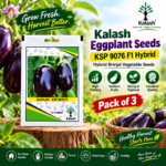 eggplant seed