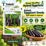brinjal seeds