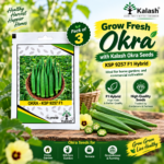 okra seeds
