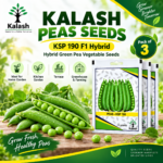 green pea seed
