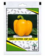 Kalash Sweet Pepper Seeds KSP 1929 F1 Hybrid