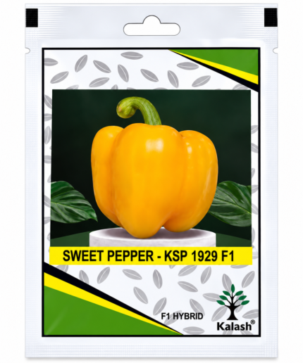 Kalash Sweet Pepper Seeds KSP 1929 F1 Hybrid