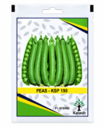 green pea seed